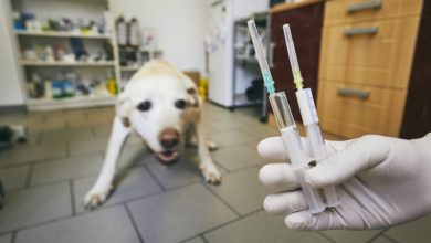 Doenças animais causadas por vírus