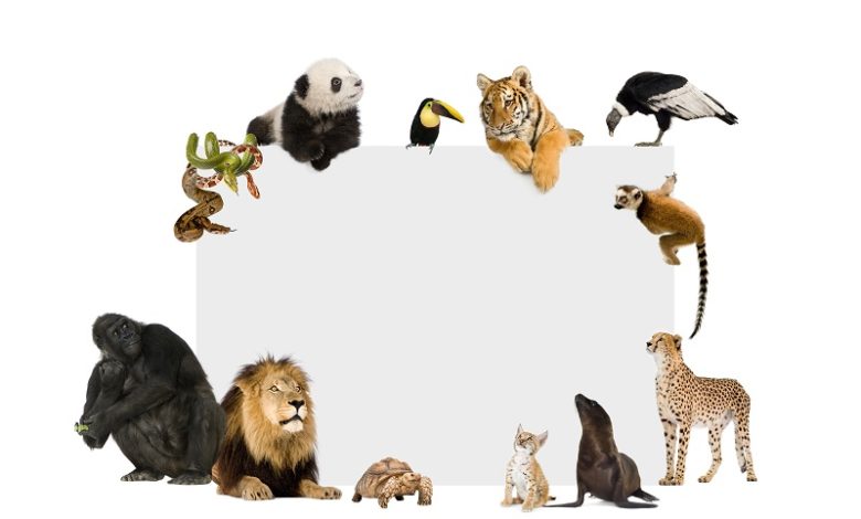 Distribuição da Fauna no Mundo - Smart Class