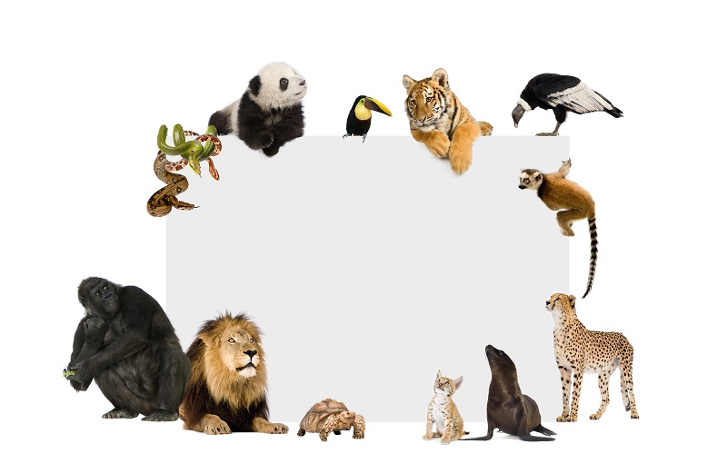 Distribuição da Fauna no Mundo - Smart Class